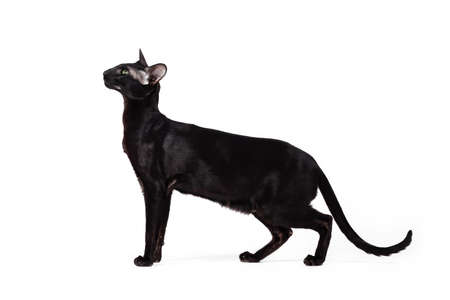 Oriental black cat walking isolated on white background.の写真素材