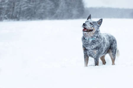 Happy smiling australian cattle dog or blue heeler standing at winter nature with face covered with snow. copy spaceの写真素材