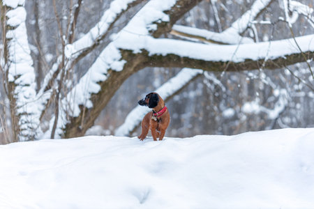 Young bavarian mountain hound dog standing on snow at winter nature in forestの写真素材
