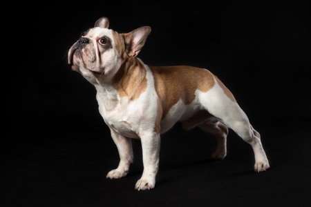 Young french bulldog dog standing isolated on black backgroundの写真素材