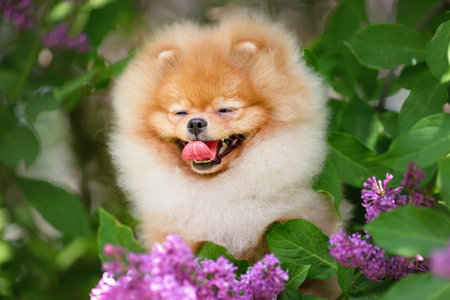Portrait of fluffy happy dog of pomeranian spitz breed smiles among flowers outdoors in spring or summer.の写真素材
