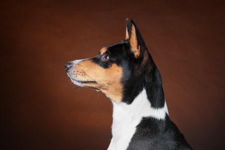 Profile close up view of head of young african basenji dog against brown background. Isolated studio shot. copyspace.の写真素材