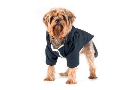 Cute yorkshire terrier in black jacket standing isolated on white backgroundの写真素材