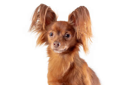Close up portrait of cute sad russian long haired toy terrier breed dog of red color sitting isolated on white background. copy spaceの写真素材
