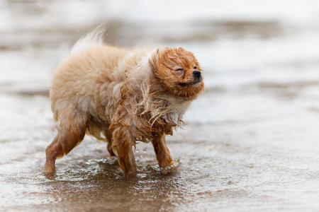 Wet and dirty funny pomeranian spitz at the beach outdoorsの写真素材