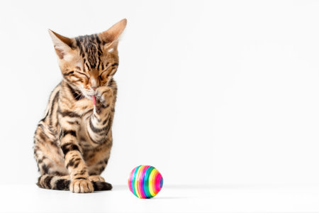 Cute little kitten of bengal cat breed washing itself with paw isolated on white backgroundの写真素材