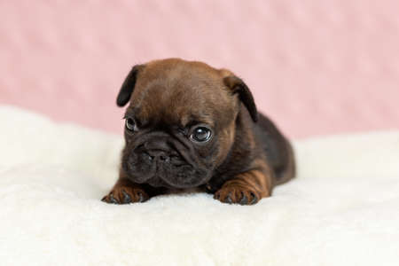 Cute little puppy of french bulldog lying down on blanketの写真素材