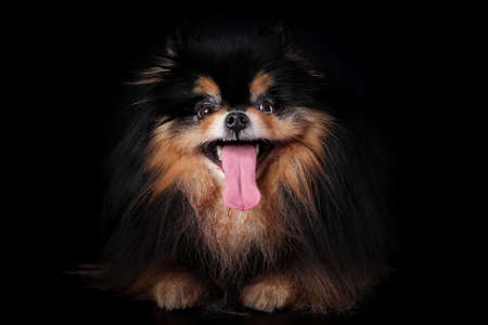Crazy funny dog of pomeranian spitz breed with tongue hanging out isolated on black backgroundの写真素材