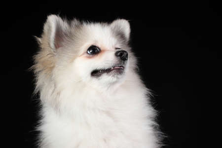 Portrait of cute white puppy of pomeranian spitz smiling isolated on black backgroundの写真素材
