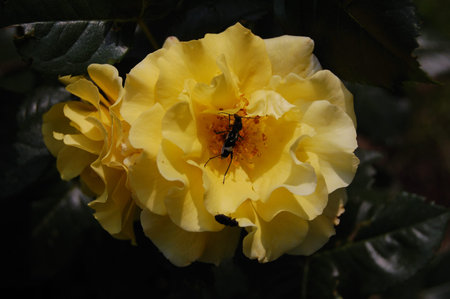 In the heart of yellow roses 1. A bee inside a blossoming rose. Spring Botanical garden of Odessa.の写真素材