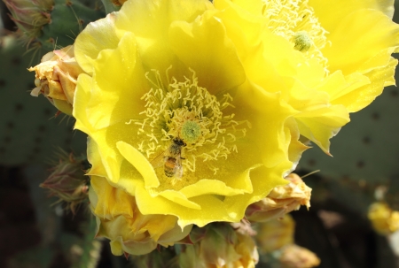 Beautiful  yellow opuntia  flower pollinated by beeの写真素材