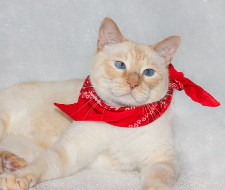 light ginger blue-eyed cat in a red bandana (neckerchief)の写真素材