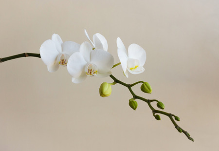 White opening phalaenopsis flowers (orchid) on light yellow backgroundの写真素材