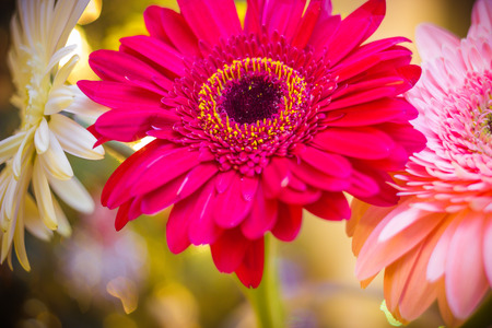 gerbera flowers with blur effect on Christmas background with bokeh. Photo tonedの写真素材