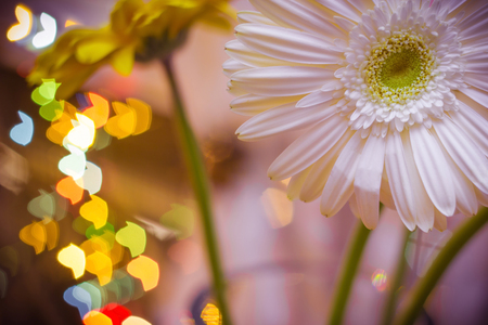 Christmas background with gerbera flowers in blur and effect bokeh. Photo tonedの写真素材