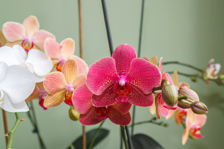 Multicolor phalaenopsis flowers orchid on light green backgroundの写真素材