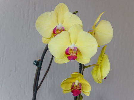 yellow phalaenopsis flowers (orchid) on light backgroundの写真素材