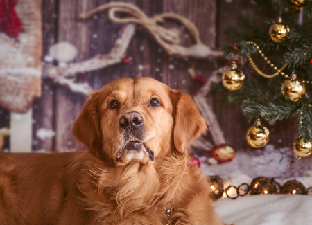 golden retriever dog  with funny bitten cheek on new year background with Christmas tree toysの写真素材
