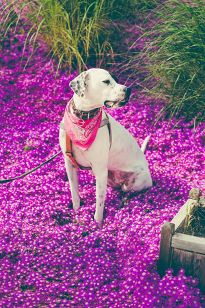 English pointer mix phenotype white dog in black dots with red leather collar with medallion and bandanna on purple delosperm flowers. Photos are toned and with a vignetteの写真素材