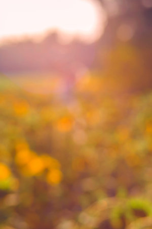 field of sunflowers at sunset in blur with bokeh effectの写真素材