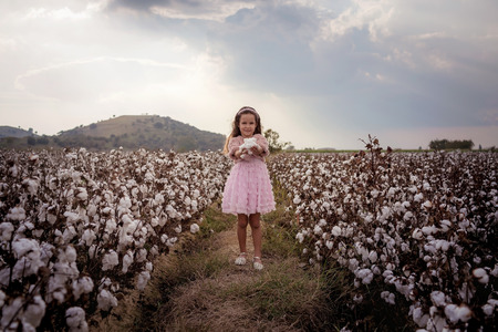 Beautiful little girl with long hair and in pink dress in cotton field.の写真素材