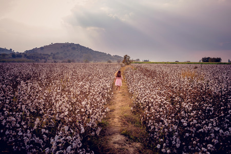 Beautiful little girl with long hair and in pink dress girl running in cotton field.の写真素材