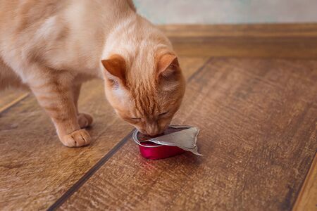 Light red cat eats cat food from heart packagingの写真素材