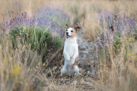 Jack Russell terrier dog sitting in summer meadow with lavender and dry grassの写真素材