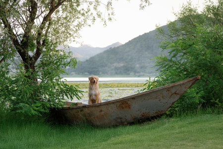 Red retriever sitting in boat at sunrise on water among treesの写真素材