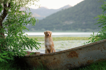 Nova Scotia Duck Tolling Retriever sitting in boat at sunrise on lake with treesの写真素材