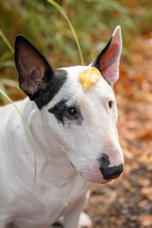 Expressive Bull Terrier dog looking into camera among autumn natureの写真素材