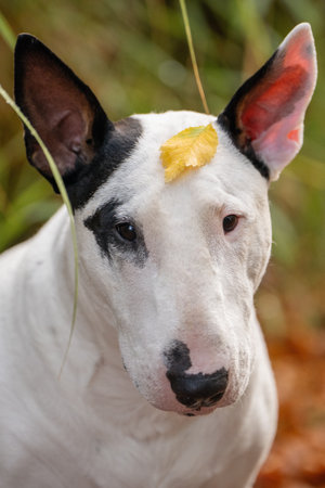 Cute white Bull Terrier face portrait with leaves background outdoorsの写真素材