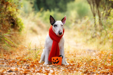 Adorable Bull Terrier in red scarf with Halloween pumpkin basket in autumn leavesの写真素材