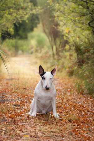 Adorable white Bull Terrier lying peacefully in autumn park landscapeの写真素材