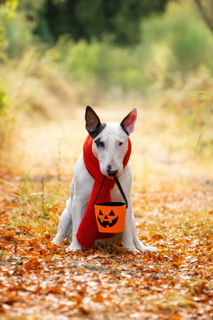 Cute Bull Terrier with Halloween pumpkin bucket and red scarf in fall natureの写真素材