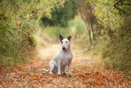 Cute Bull Terrier relaxing outdoors in soft and colorful fall nature