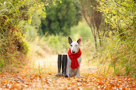 Cozy fall concept â Bull Terrier dog in scarf and boots surrounded by autumn leavesの写真素材