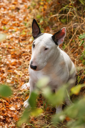 Beautiful Bull Terrier staring at camera in autumn foliage, close up shotの写真素材