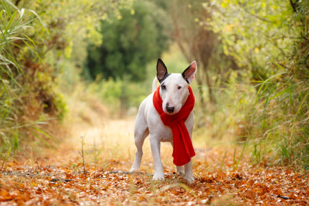 Elegant white Bull Terrier with large red scarf in autumn forest pathの写真素材