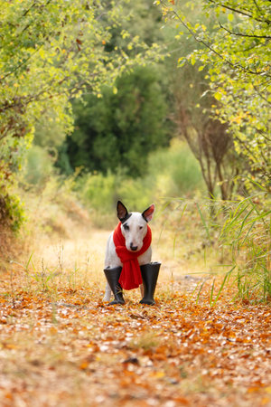 Adorable Bull Terrier in big boots walking in autumn park with fallen leavesmohの写真素材