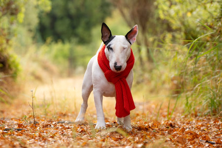 Funny and cute Bull Terrier in oversized scarf surrounded by autumn leavesの写真素材