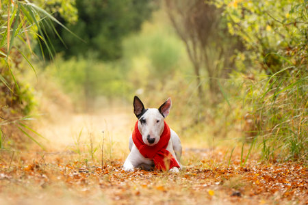 Adorable Bull Terrier posing in huge scarf in golden autumn parkの写真素材