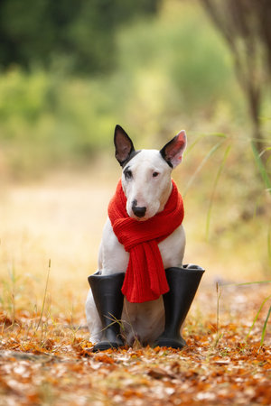 Funny Bull Terrier wearing oversized boots and cozy scarf in fall leavesの写真素材