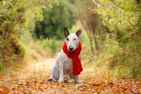 Stylish white Bull Terrier pet in bright red scarf in autumn natureの写真素材