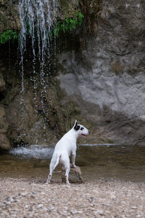 White Bull Terrier with black eye patch posing in powerful natural sceneryの写真素材