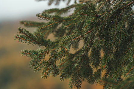 Close-up of evergreen spruce branches with soft natural background.の写真素材