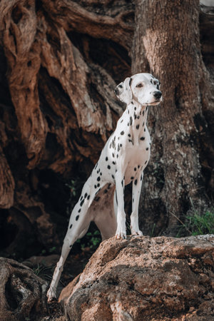 Dalmatian dog posing on a stone ledge surrounded by old twisted tree roots