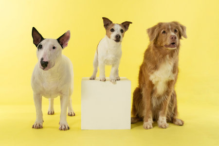 Three Domestic Dogs in Minimal Yellow Studio Setup with Clean Copy Space