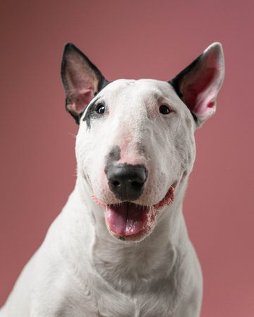 Bull Terrier Happy Face Studio Portrait: Cheerful white Bull Terrier smiling toward camera.