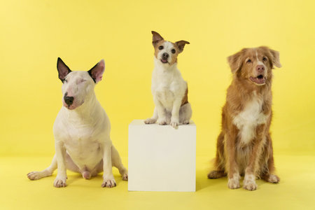 Three Dogs Posing Together in Studio on Bright Yellow Background in Minimal Spring Setupの写真素材